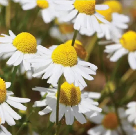 repairmask.chamomilla